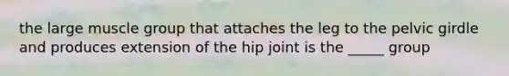 the large muscle group that attaches the leg to the pelvic girdle and produces extension of the hip joint is the _____ group