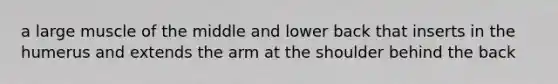 a large muscle of the middle and lower back that inserts in the humerus and extends the arm at the shoulder behind the back