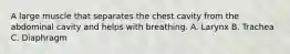 A large muscle that separates the chest cavity from the abdominal cavity and helps with breathing. A. Larynx B. Trachea C. Diaphragm