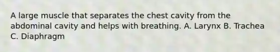 A large muscle that separates the chest cavity from the abdominal cavity and helps with breathing. A. Larynx B. Trachea C. Diaphragm