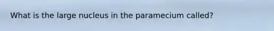 What is the large nucleus in the paramecium called?