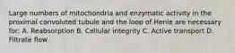 Large numbers of mitochondria and enzymatic activity in the proximal convoluted tubule and the loop of Henle are necessary for: A. Reabsorption B. Cellular integrity C. Active transport D. Filtrate flow