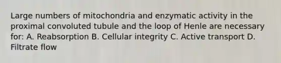 Large numbers of mitochondria and enzymatic activity in the proximal convoluted tubule and the loop of Henle are necessary for: A. Reabsorption B. Cellular integrity C. Active transport D. Filtrate flow