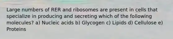 Large numbers of RER and ribosomes are present in cells that specialize in producing and secreting which of the following molecules? a) Nucleic acids b) Glycogen c) Lipids d) Cellulose e) Proteins