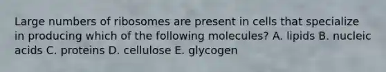 Large numbers of ribosomes are present in cells that specialize in producing which of the following molecules? A. lipids B. nucleic acids C. proteins D. cellulose E. glycogen