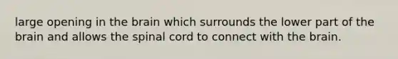 large opening in <a href='https://www.questionai.com/knowledge/kLMtJeqKp6-the-brain' class='anchor-knowledge'>the brain</a> which surrounds the lower part of the brain and allows <a href='https://www.questionai.com/knowledge/kkAfzcJHuZ-the-spinal-cord' class='anchor-knowledge'>the spinal cord</a> to connect with the brain.