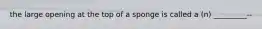 the large opening at the top of a sponge is called a (n) _________--