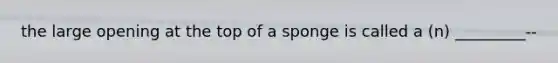 the large opening at the top of a sponge is called a (n) _________--