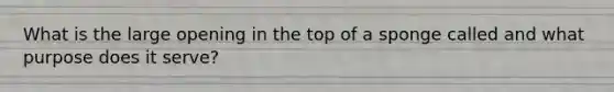What is the large opening in the top of a sponge called and what purpose does it serve?