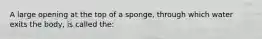 A large opening at the top of a sponge, through which water exits the body, is called the: