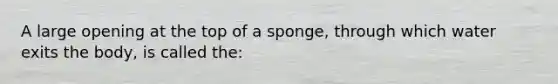 A large opening at the top of a sponge, through which water exits the body, is called the: