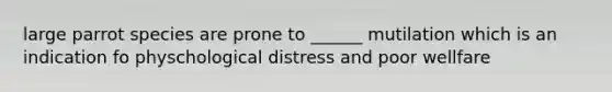 large parrot species are prone to ______ mutilation which is an indication fo physchological distress and poor wellfare