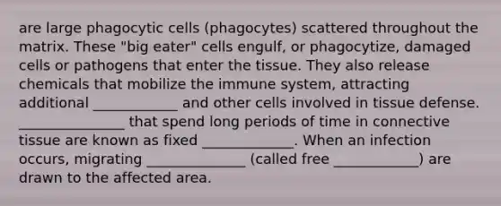 are large phagocytic cells (phagocytes) scattered throughout the matrix. These "big eater" cells engulf, or phagocytize, damaged cells or pathogens that enter the tissue. They also release chemicals that mobilize the immune system, attracting additional ____________ and other cells involved in tissue defense. _______________ that spend long periods of time in connective tissue are known as fixed _____________. When an infection occurs, migrating ______________ (called free ____________) are drawn to the affected area.