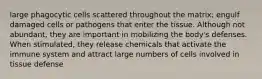 large phagocytic cells scattered throughout the matrix; engulf damaged cells or pathogens that enter the tissue. Although not abundant, they are important in mobilizing the body's defenses. When stimulated, they release chemicals that activate the immune system and attract large numbers of cells involved in tissue defense