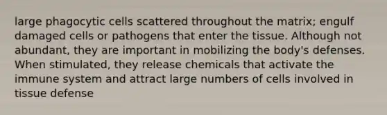 large phagocytic cells scattered throughout the matrix; engulf damaged cells or pathogens that enter the tissue. Although not abundant, they are important in mobilizing the body's defenses. When stimulated, they release chemicals that activate the immune system and attract large numbers of cells involved in tissue defense