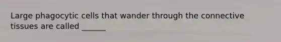 Large phagocytic cells that wander through the <a href='https://www.questionai.com/knowledge/kYDr0DHyc8-connective-tissue' class='anchor-knowledge'>connective tissue</a>s are called ______