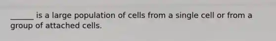 ______ is a large population of cells from a single cell or from a group of attached cells.