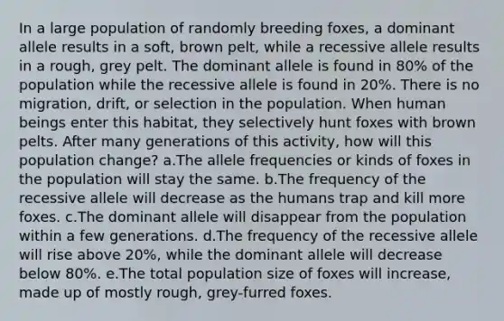 In a large population of randomly breeding foxes, a dominant allele results in a soft, brown pelt, while a recessive allele results in a rough, grey pelt. The dominant allele is found in 80% of the population while the recessive allele is found in 20%. There is no migration, drift, or selection in the population. When human beings enter this habitat, they selectively hunt foxes with brown pelts. After many generations of this activity, how will this population change? a.The allele frequencies or kinds of foxes in the population will stay the same. b.The frequency of the recessive allele will decrease as the humans trap and kill more foxes. c.The dominant allele will disappear from the population within a few generations. d.The frequency of the recessive allele will rise above 20%, while the dominant allele will decrease below 80%. e.The total population size of foxes will increase, made up of mostly rough, grey-furred foxes.