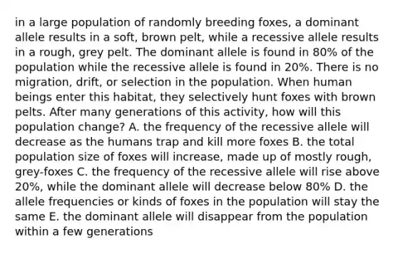 in a large population of randomly breeding foxes, a dominant allele results in a soft, brown pelt, while a recessive allele results in a rough, grey pelt. The dominant allele is found in 80% of the population while the recessive allele is found in 20%. There is no migration, drift, or selection in the population. When human beings enter this habitat, they selectively hunt foxes with brown pelts. After many generations of this activity, how will this population change? A. the frequency of the recessive allele will decrease as the humans trap and kill more foxes B. the total population size of foxes will increase, made up of mostly rough, grey-foxes C. the frequency of the recessive allele will rise above 20%, while the dominant allele will decrease below 80% D. the allele frequencies or kinds of foxes in the population will stay the same E. the dominant allele will disappear from the population within a few generations