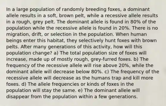 In a large population of randomly breeding foxes, a dominant allele results in a soft, brown pelt, while a recessive allele results in a rough, grey pelt. The dominant allele is found in 80% of the population while the recessive allele is found in 20%. There is no migration, drift, or selection in the population. When human beings enter this habitat, they selectively hunt foxes with brown pelts. After many generations of this activity, how will this population change? a) The total population size of foxes will increase, made up of mostly rough, grey-furred foxes. b) The frequency of the recessive allele will rise above 20%, while the dominant allele will decrease below 80%. c) The frequency of the recessive allele will decrease as the humans trap and kill more foxes. d) The allele frequencies or kinds of foxes in the population will stay the same. e) The dominant allele will disappear from the population within a few generations.