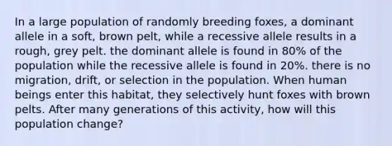 In a large population of randomly breeding foxes, a dominant allele in a soft, brown pelt, while a recessive allele results in a rough, grey pelt. the dominant allele is found in 80% of the population while the recessive allele is found in 20%. there is no migration, drift, or selection in the population. When human beings enter this habitat, they selectively hunt foxes with brown pelts. After many generations of this activity, how will this population change?