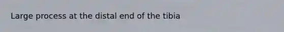 Large process at the distal end of the tibia