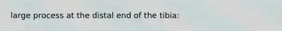 large process at the distal end of the tibia: