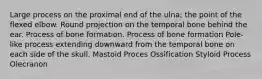 Large process on the proximal end of the ulna; the point of the flexed elbow. Round projection on the temporal bone behind the ear. Process of bone formation. Process of bone formation Pole-like process extending downward from the temporal bone on each side of the skull. Mastoid Proces Ossification Styloid Process Olecranon