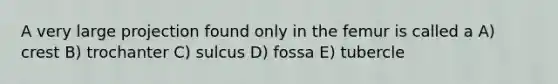 A very large projection found only in the femur is called a A) crest B) trochanter C) sulcus D) fossa E) tubercle