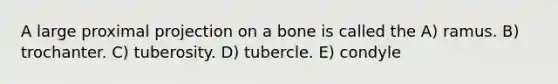 A large proximal projection on a bone is called the A) ramus. B) trochanter. C) tuberosity. D) tubercle. E) condyle