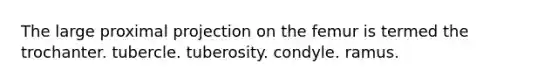 The large proximal projection on the femur is termed the trochanter. tubercle. tuberosity. condyle. ramus.