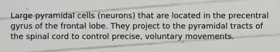 Large pyramidal cells (neurons) that are located in the precentral gyrus of the frontal lobe. They project to the pyramidal tracts of the spinal cord to control precise, voluntary movements.