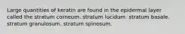 Large quantities of keratin are found in the epidermal layer called the stratum corneum. stratum lucidum. stratum basale. stratum granulosum. stratum spinosum.