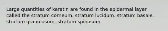 Large quantities of keratin are found in the epidermal layer called the stratum corneum. stratum lucidum. stratum basale. stratum granulosum. stratum spinosum.