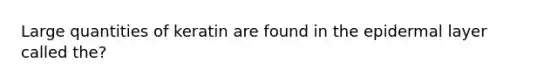 Large quantities of keratin are found in the epidermal layer called the?