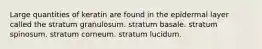 Large quantities of keratin are found in the epidermal layer called the stratum granulosum. stratum basale. stratum spinosum. stratum corneum. stratum lucidum.