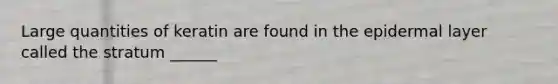 Large quantities of keratin are found in the epidermal layer called the stratum ______