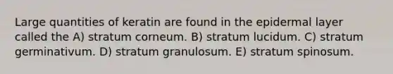 Large quantities of keratin are found in the epidermal layer called the A) stratum corneum. B) stratum lucidum. C) stratum germinativum. D) stratum granulosum. E) stratum spinosum.