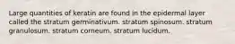 Large quantities of keratin are found in the epidermal layer called the stratum germinativum. stratum spinosum. stratum granulosum. stratum corneum. stratum lucidum.