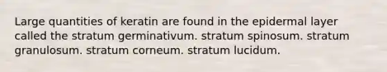 Large quantities of keratin are found in the epidermal layer called the stratum germinativum. stratum spinosum. stratum granulosum. stratum corneum. stratum lucidum.