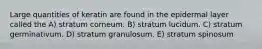 Large quantities of keratin are found in the epidermal layer called the A) stratum corneum. B) stratum lucidum. C) stratum germinativum. D) stratum granulosum. E) stratum spinosum