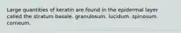 Large quantities of keratin are found in the epidermal layer called the stratum basale. granulosum. lucidum. spinosum. corneum.