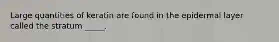 Large quantities of keratin are found in the epidermal layer called the stratum _____.