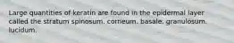 Large quantities of keratin are found in the epidermal layer called the stratum spinosum. corneum. basale. granulosum. lucidum.