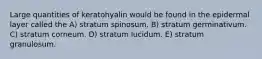 Large quantities of keratohyalin would be found in the epidermal layer called the A) stratum spinosum. B) stratum germinativum. C) stratum corneum. D) stratum lucidum. E) stratum granulosum.