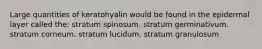 Large quantities of keratohyalin would be found in the epidermal layer called the: stratum spinosum. stratum germinativum. stratum corneum. stratum lucidum. stratum granulosum