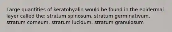 Large quantities of keratohyalin would be found in the epidermal layer called the: stratum spinosum. stratum germinativum. stratum corneum. stratum lucidum. stratum granulosum