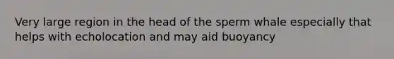 Very large region in the head of the sperm whale especially that helps with echolocation and may aid buoyancy