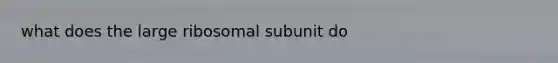 what does the large ribosomal subunit do