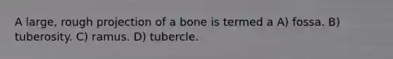 A large, rough projection of a bone is termed a A) fossa. B) tuberosity. C) ramus. D) tubercle.